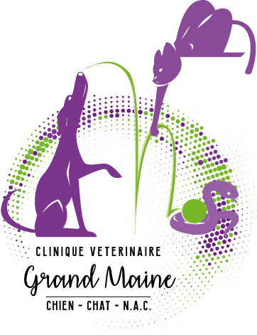 Clinique vétérinaire Grand Maine à Angers – Soins & Bien-être animal