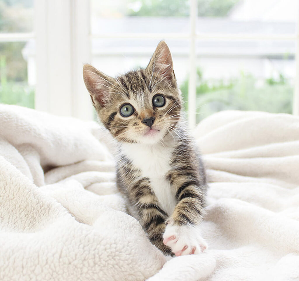 PC-Chat-alimention Chat & alimentation