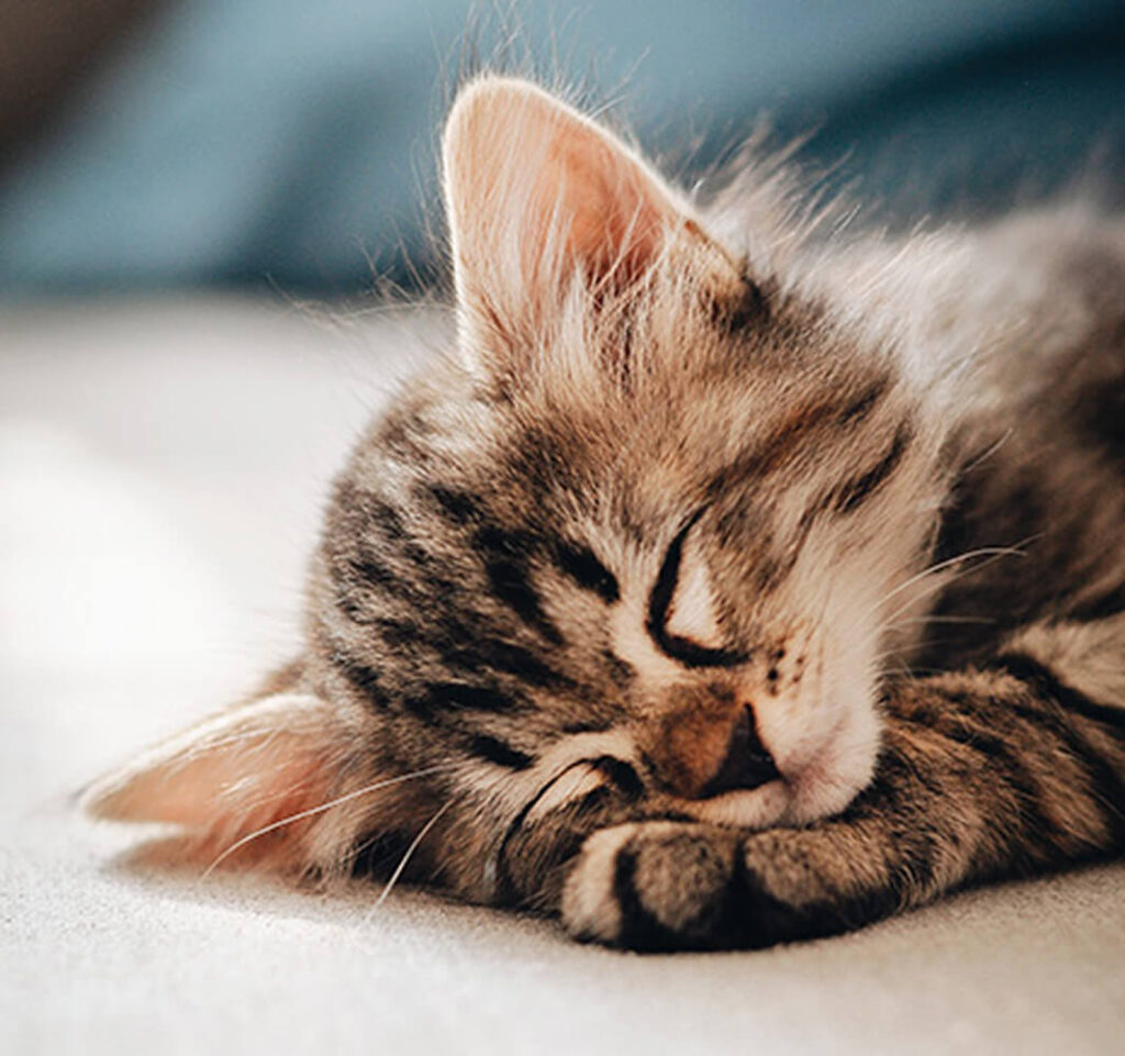 PC-Conseil-sante-chat Adoption et conseils chats