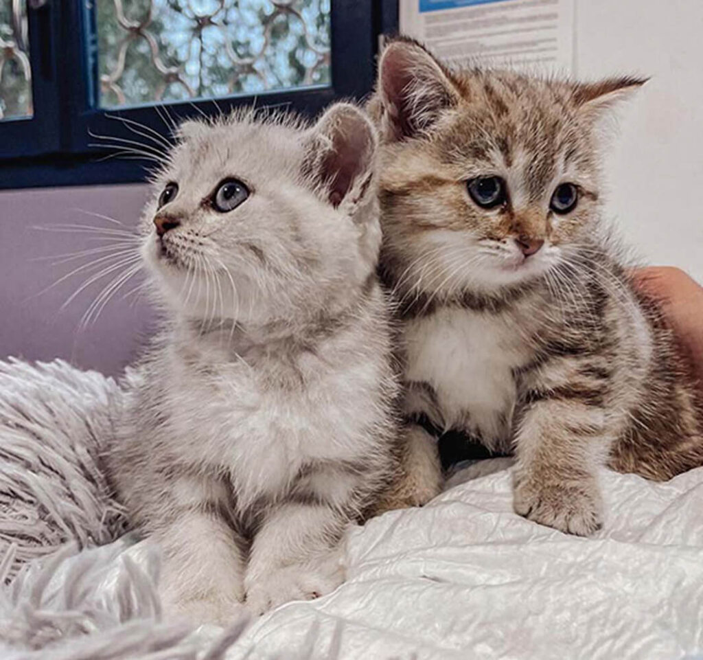 PC-Identifier-votre-chat Faites identifier votre chat