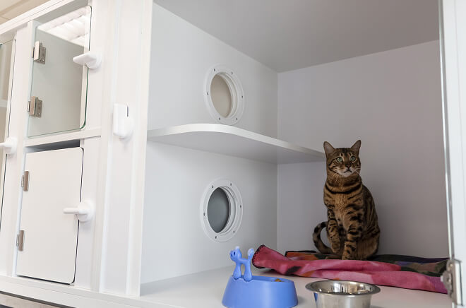 Accueil longue durée des chats