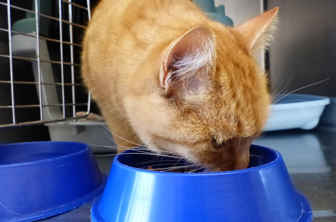 Conseils nutritionnels et comportementaux