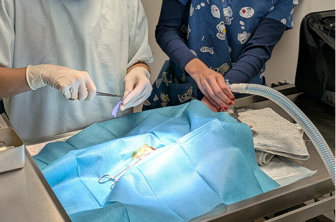 Chirurgie-anesthésie 