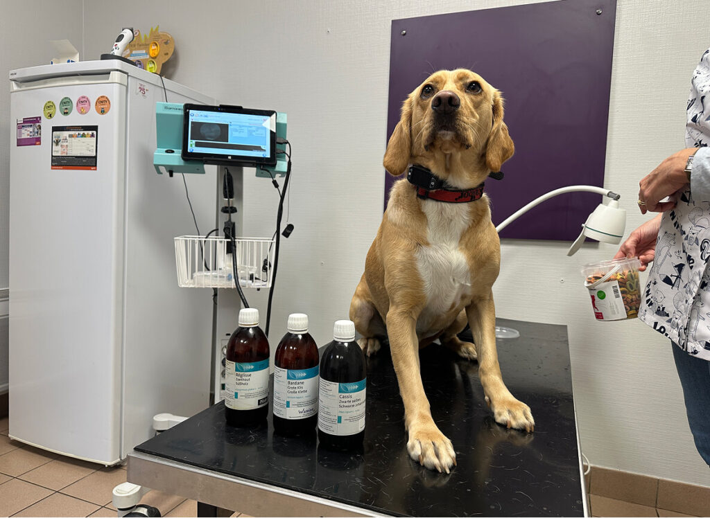 Des médecines douces adaptées à chaque animal
