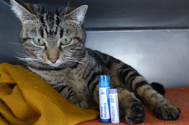 Homéopathie et phytothérapie 