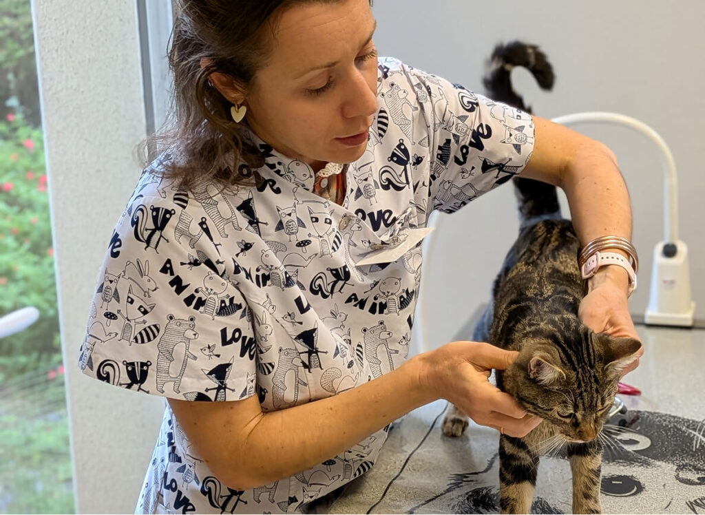 consultations vétérinaires médecine généraliste