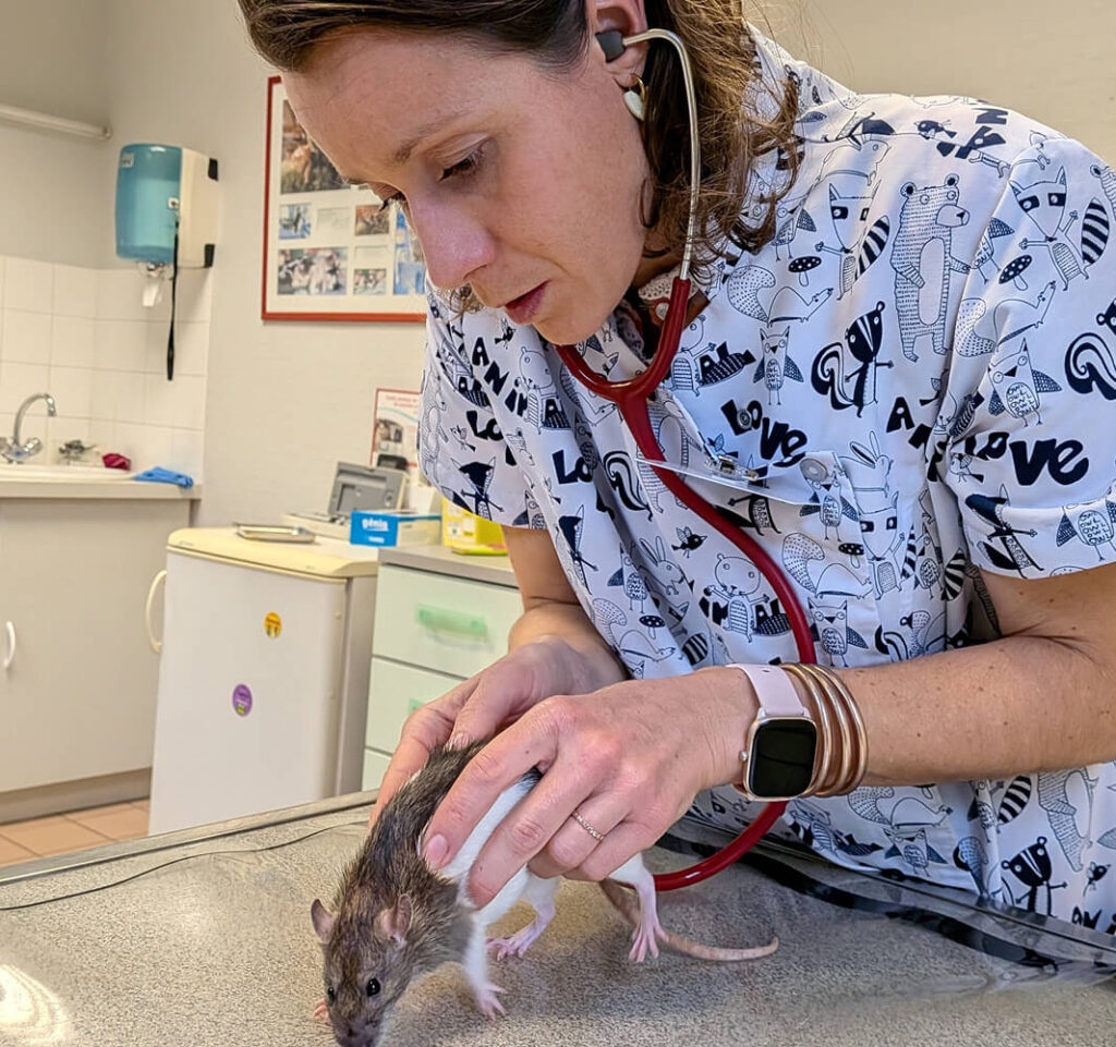 Nouveaux Animaux de Compagnie